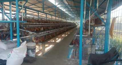 Diduga Belum Kantongi PBG, Pembangunan Peternakan Ayam Petelur di Bojonggenteng Jadi Sorotan